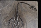 Keichousaurus Fossil 20 8 Cm  - Triassic From China-quartz Vein Intrusions