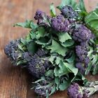 1500 Broccoli Seeds - Purple Sprouting Non-gmo Heirloom   Usa Seller