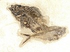 Two  Species Rare Priscacara Fish Fossil And Diplomystus On Huge Matrix Wyoming