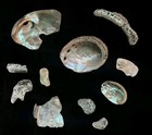 Beautiful Iridescent Abalone Shells And Pieces -california Lot Of 11