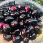 Beauflora Hybrid Jamun   Thai King Kg10   Graft   Exotic 1 Bare-root Plant