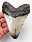 Megalodon Shark Tooth 4 78    Real Fossil -  Xl Big Huge
