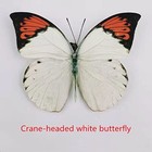 10pcs Real Dried Dead Butterflies With Spread Wings Shaped  Natural Unmounted
