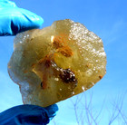 Libyan Desert Glass Meteorite Tektite Impact Specimen  830 Ct big Natural Hole