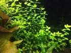 25 Moneywort Plant Plants Live Aquarium Plants Aquascaping Planted Tank Easy  