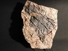 Big 430 Million Year Old  Museum Crinoid Fossil   Sea Lily Fossil Morocco 2742gr