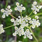Caraway Seeds   Heirloom   Non-gmo   Free Shipping   Herb Seeds   1172