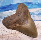 Megalodon Shark Tooth 4 3 4 Sharks Teeth Large Jaw Classic Fossil Real Serrated