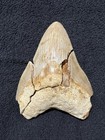 Fossil Broken Large Otodus Megalodon Tooth Large Missing Sliver 5 Inches Cheap