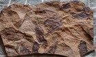 Sweet Knightia Alta  Fish Multiple  Eocene  Green River Fm  Green River Wyoming