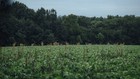 Eagle Seed Buffalo Summer Blend   For Deer   Food Plot Habitat Seed
