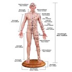 Acupuncture Model 18 9  Human Acupoint Silicone Doll Chinese Medicine Learning