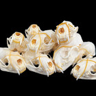 12 Pcs Real Mink Skulls Animal Bones Specimens Animal Taxidermy Diy Special Gift