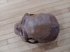 Homo Erectus Skull Model Replica Educational Anthropology Display