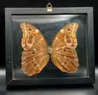 Real Framed Blue Morpho Didius Butterfly Taxidermy Double Sided Wall Display