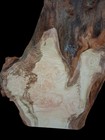 Xxl Insanely Curly Birdseye White Maple Burl Wood Slab Turning Wood  Curly Maple