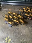 Warhammer 40k Tyranid Termagants - 20 Painted Jormungundr Termagants