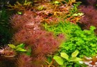 3 Stems Rotala Wallichii  Live Aquarium Plants Beautiful    Free S h Rare  