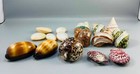 Lot Of 16 Assorted Natural Sea Shells Abalone Cypraea Turbo Turban Gloripallium