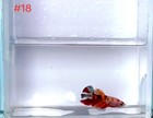 Betta Nemo Multi Male Live Fish High Quality 18