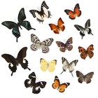 Educational 6 Pcs Real Butterfly Specimens - Ideal For Diy And Collectors