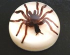 Vintage Tarantula Lucite 3 1 2 Inch Dome Paperweight Acrylic Taxidermy Spider