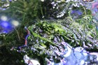 Christmas Moss Live Freshwater Aquarium Plant 2 Oz Vesicularia Montagnei