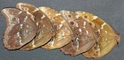 Morpho Didius - Blue Butterflies Closed Wings A1  5 Specimens With Closed Wings 