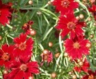 Plains Coreopsis Tall Red Flower 100 Fresh Seeds Free Usa Shipping
