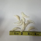 Lot Of 10 Assorted Coyote Fangs Teeth Goth Odd Craft Real Taxidermy Cleaned 0383