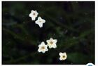25 Live Asterina Starfish  clean-up Crew  Harlequin Shrimp Food  