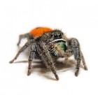 Red Back Jumping Spider Hatchlings Baby Spider Slings Phidippus Johnsoni
