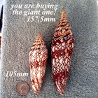 Conus Milneedwardsi  3  157 5mm Ultra  Giant Beauty From India