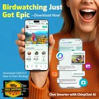 Hixx Solar Hummingbird Feeder W  Camera  Ant bee Proof  Ai Id