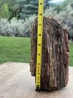 Rainbow Petrified Wood -     5 5 Lbs Rough But Beautiful