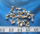   Natural Striped Zebra Nerite Shells   50    Shellcraft   Sailor s Valentines  