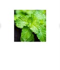 Glister Plant-based Alcohol Free Mint Breath Freshener Spray 14ml Travel Size