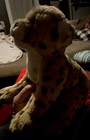 Ganz Webkinz Signature Cheetah Plush Only No Code 10  Long X 9  Tall