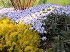 Live White Creeping Phlox Plant   Subulata -  pint Pot  - Groundcover