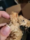 Little Gem Teddy Bears Toy Miniature Le 205 3000 Tan String Bear Bonita Jointed