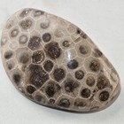 Polished Hexagonaria Petoskey Stone Michigan Fossil Coral 3  4 Oz