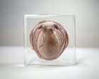 Octopus  Real Octopus In Resin  Oddities Decor  Octopus Vulgaris