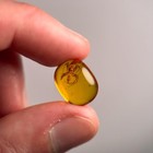 Spider In Burmese Amber   Burmite Amber Fossil   100  Genuine Amber 