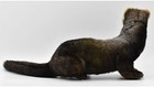 European Polecat Stuffed Animals 7827 Hansa Free Ship W tracking  New From Japan