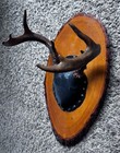 Upper Mich 8 Point Whitetail Deer Antlers     Mounted On Wood Plaque Pro Taxidermy