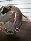 Taxidermied Pair Of Mountain Quail 8  X 5  Bird Display Mounted Driftwood Base
