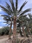 11lb  Medjool Small Date  For  Making-syrup Or Baking  Fast Shipping 