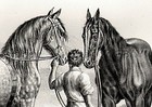 Horse Draft Percheron   Shire Rare Antique  1840s Fine Copper Engraving Print