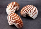 Natural Nautilus Seashell Nautilus Pompilius  1 Shell Approx  5  Inches 