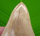 4 73     Megalodon Shark Tooth Real Fossil Indonesian - No Restorations 